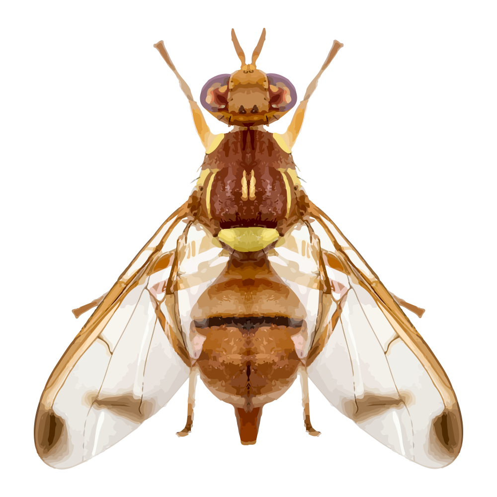 Bactrocera Cucurbitae Bactrocera Cucurbitae