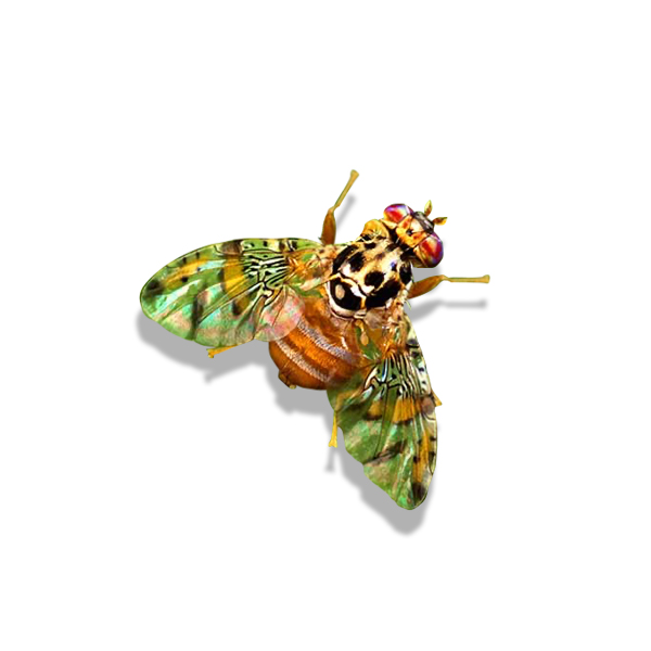 Mediterranean Fruit Fly Mediterranean Fruit Fly